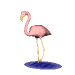 Flamingo vogel bilder