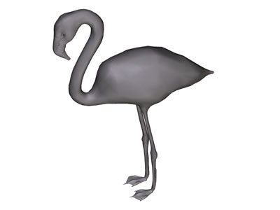 Flamingo