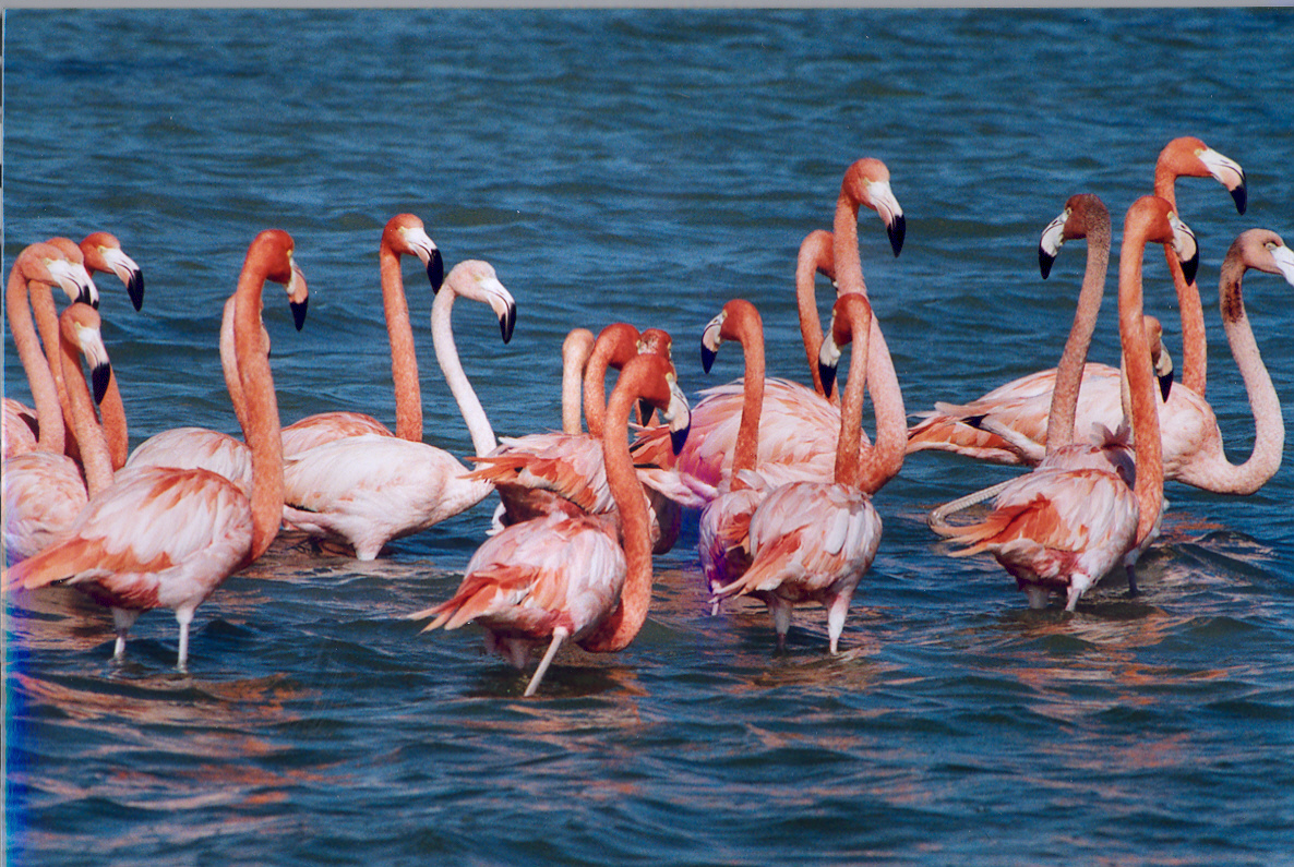 Flamingo vogel bilder