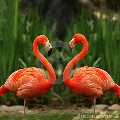 Flamingo vogel bilder