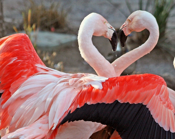 Flamingo vogel bilder