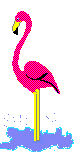 Flamingo vogel bilder