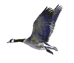 Ganse vogel bilder