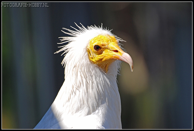 Geier vogel bilder