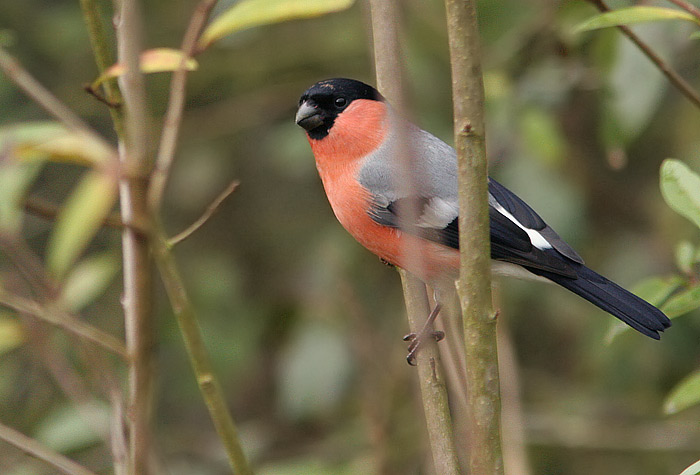 Gimpel vogel bilder