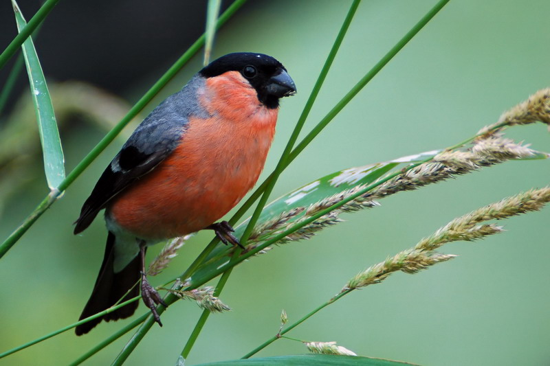 Gimpel vogel bilder