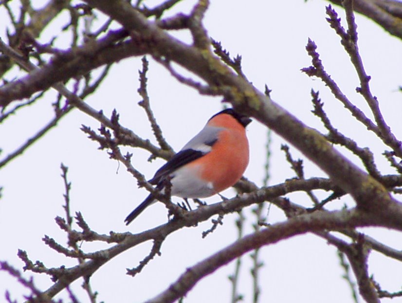 Gimpel vogel bilder