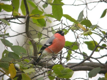 Gimpel vogel bilder