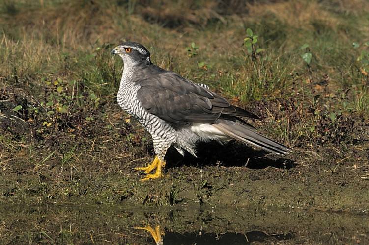 Habicht vogel bilder