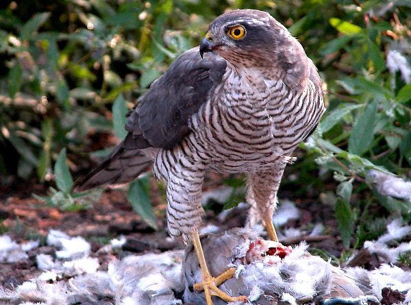 Habicht vogel bilder