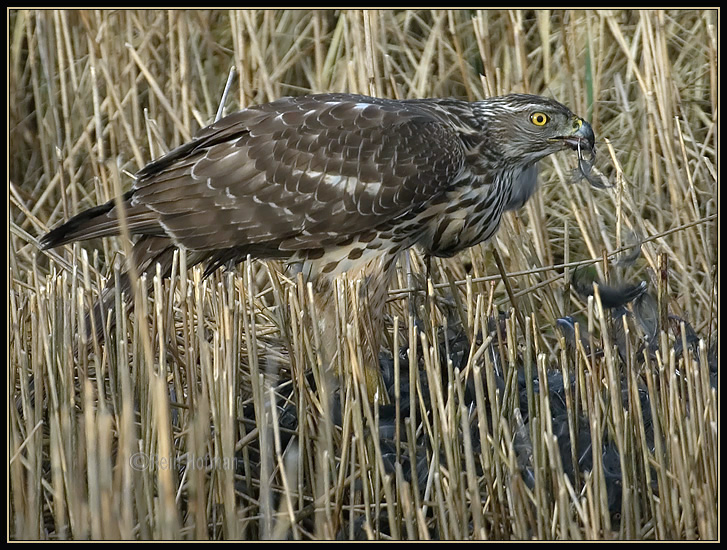 Habicht vogel bilder