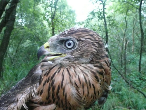 Habicht vogel bilder