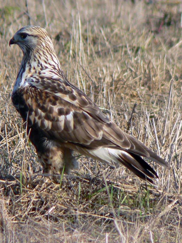 Habicht vogel bilder