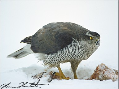 Habicht vogel bilder