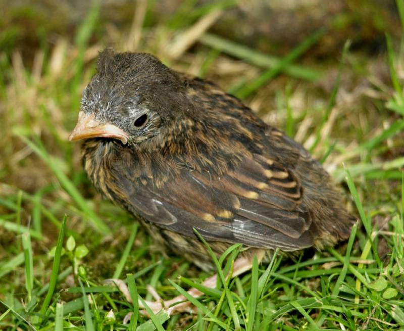 Heckenbraunelle vogel bilder