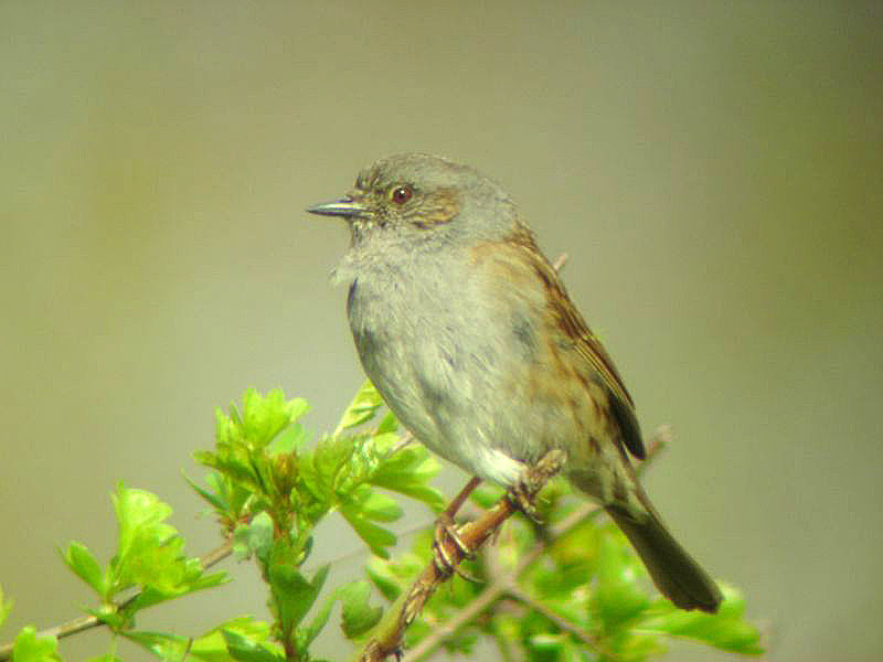 Heckenbraunelle vogel bilder