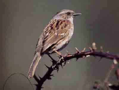 Heckenbraunelle vogel bilder