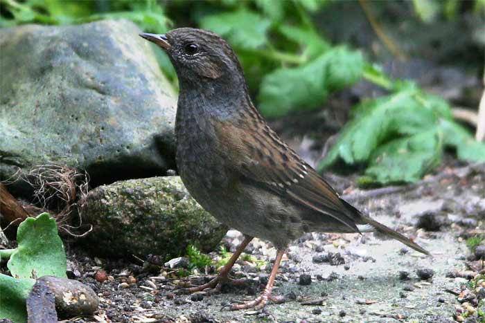 Heckenbraunelle vogel bilder