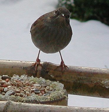 Heckenbraunelle vogel bilder