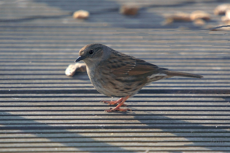 Heckenbraunelle vogel bilder