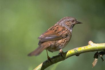 Heckenbraunelle vogel bilder