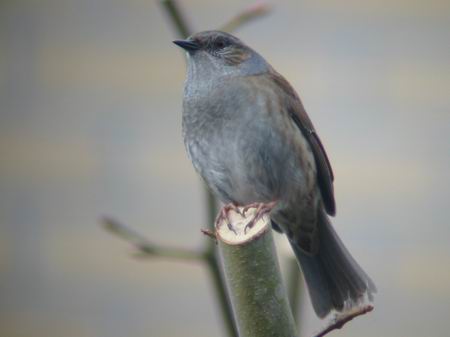 Heckenbraunelle vogel bilder