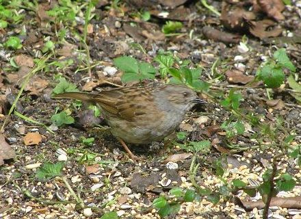 Heckenbraunelle vogel bilder