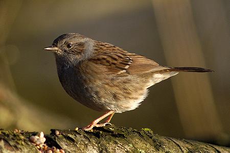 Heckenbraunelle vogel bilder