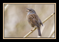 Heckenbraunelle vogel bilder