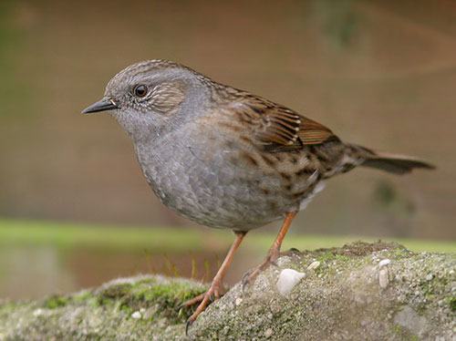 Heckenbraunelle vogel bilder