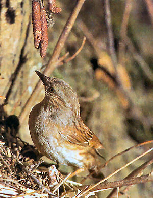 Heckenbraunelle vogel bilder