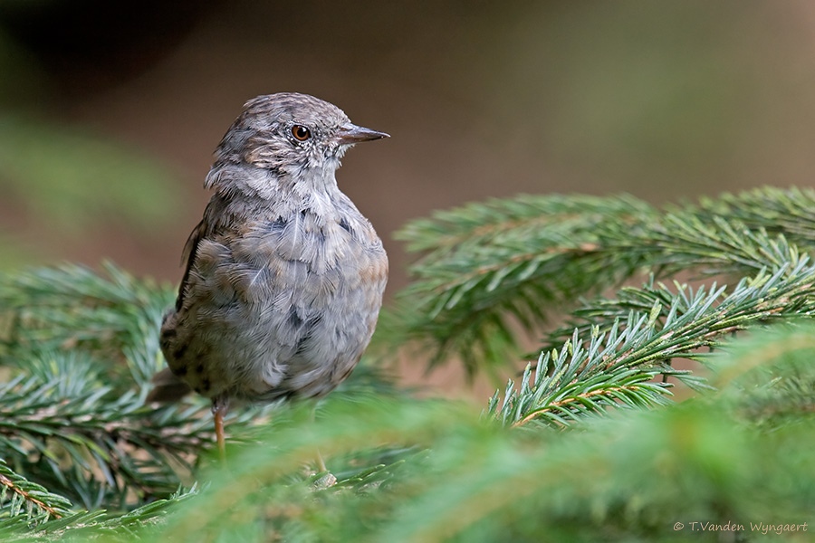 Heckenbraunelle vogel bilder