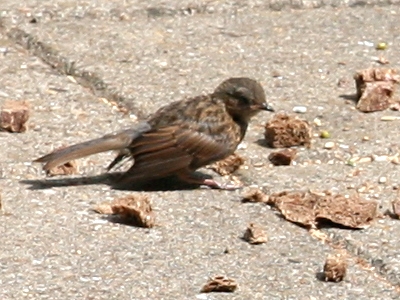 Heckenbraunelle vogel bilder