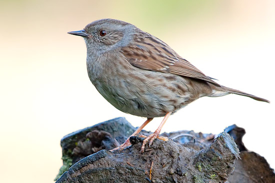 Heckenbraunelle vogel bilder