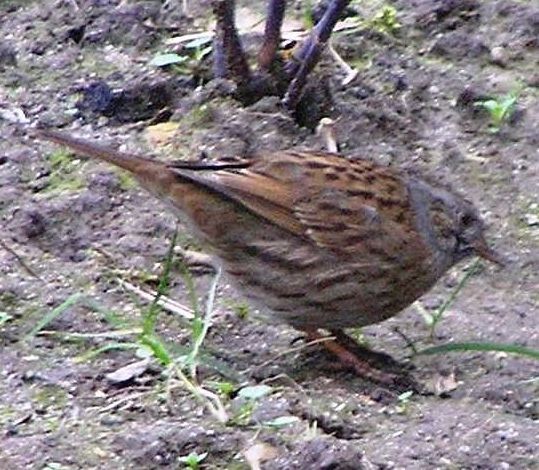 Heckenbraunelle vogel bilder