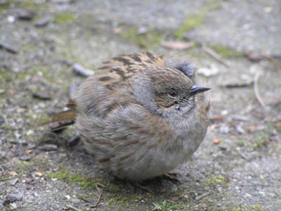 Heckenbraunelle vogel bilder