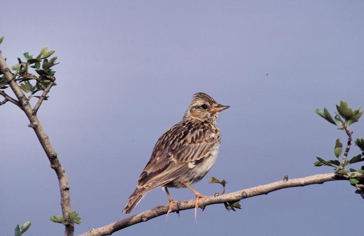 Heidelerche vogel bilder