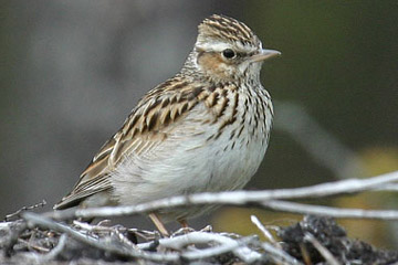 Heidelerche vogel bilder