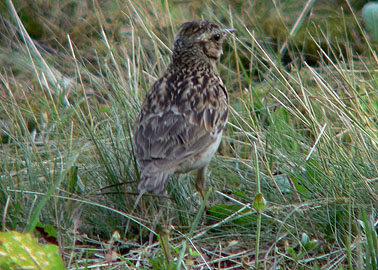 Heidelerche vogel bilder