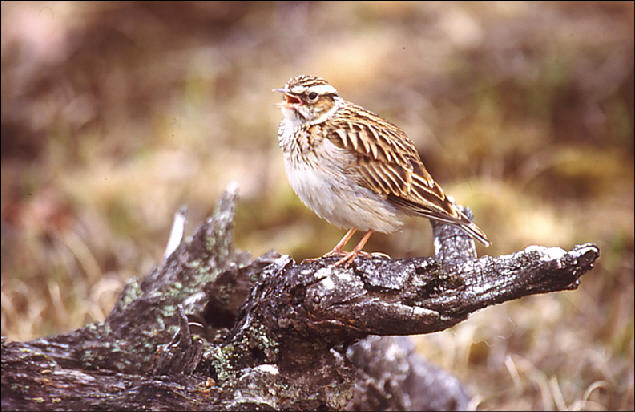 Heidelerche vogel bilder