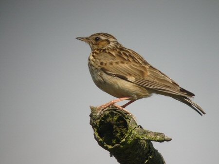 Heidelerche vogel bilder