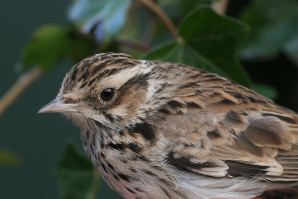 Heidelerche vogel bilder