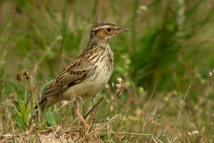 Heidelerche vogel bilder