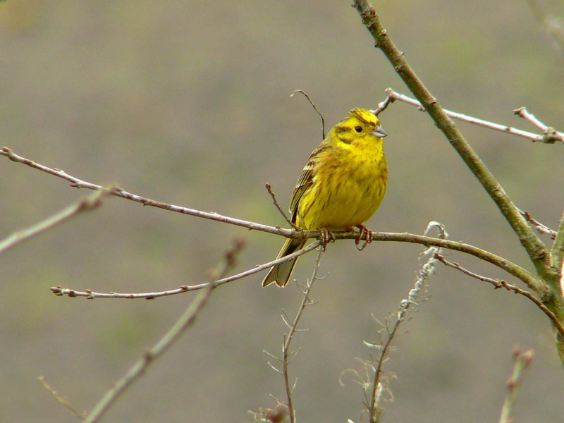 Heidelerche vogel bilder