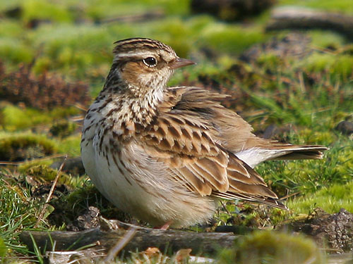 Heidelerche vogel bilder