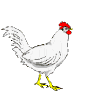 Huhn vogel bilder
