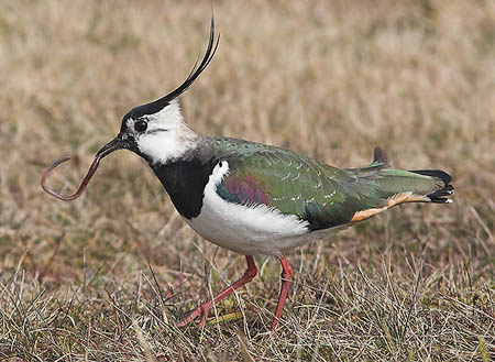 Kiebitz vogel bilder