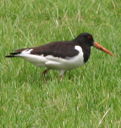 Kiebitz vogel bilder