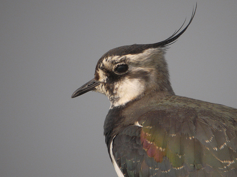 Kiebitz vogel bilder