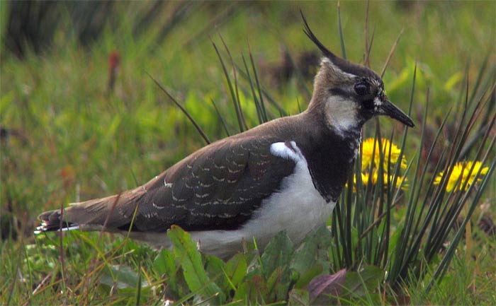 Kiebitz vogel bilder